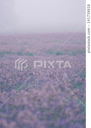 紫色的花朵四處蔓延 紫色的花朵四處蔓延 141739816