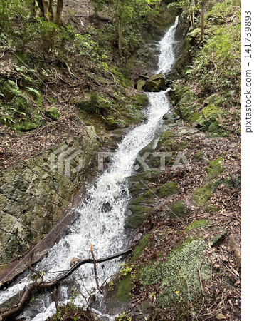 在六甲山山谷中,一條狹窄的溪流從岩壁上緩緩流下。 在六甲山山谷中,一條狹窄的溪流從岩壁上緩緩流下。 141739893
