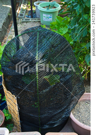 My grape garden My grape garden 141739923