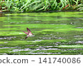 Sand martins flying over the Kakita River 141740086