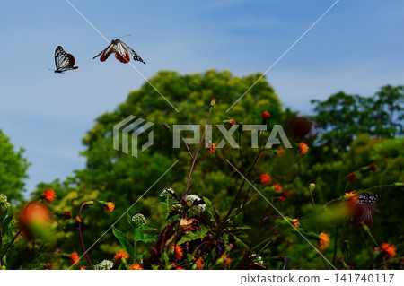 A chestnut tiger butterfly fluttering above a flower field. A chestnut tiger butterfly fluttering above a flower field. 141740117