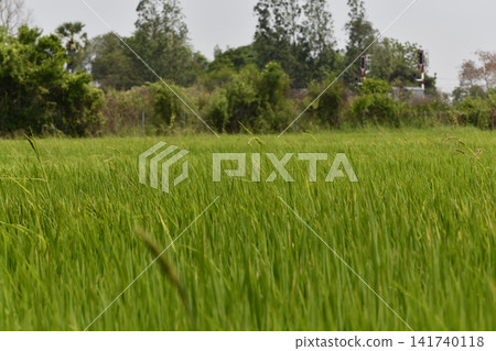 Green grass field, rural landscape with trees and sky Green grass field, rural landscape with trees and sky 141740118