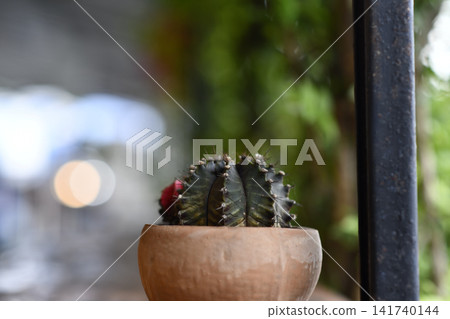 Potted cactus in clay pot with blurred garden background Potted cactus in clay pot with blurred garden background 141740144