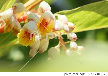 Ginger lily flowers, early summer scenery of Okinawa, rainy season Ginger lily flowers, early summer scenery of Okinawa, rainy season 141740187
