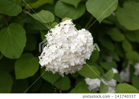 White hydrangea cluster blooming in a green garden with lush foliage and delicate petals White hydrangea cluster blooming in a green garden with lush foliage and delicate petals 141740337