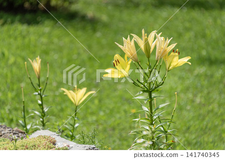 Yellow lilies blooming in a sunlit garden with soft green grass background and stone edge Yellow lilies blooming in a sunlit garden with soft green grass background and stone edge 141740345