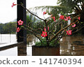 Pink flowers wet in the rain 141740394