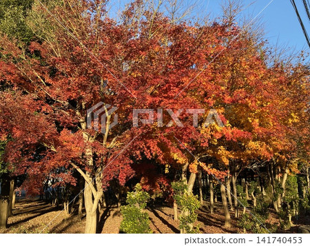 Momiji who changed leaves Momiji who changed leaves 141740453