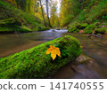 Water stream flowing over rocks covered with green moss in autumn forest. Water stream flowing over rocks covered with green moss in autumn forest. 141740555