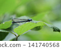 Damselflies perched on leaves along the Kakita River 141740568