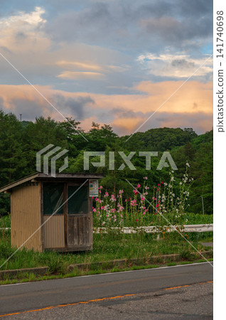 Hollyhocks blooming in the countryside at dusk. Hollyhocks blooming in the countryside at dusk. 141740698