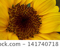 Close-up of a yellow sunflower 141740718