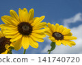 Sunflower shining in the blue sky 141740720