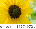 Bright yellow sunflowers 141740721