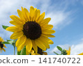A lively sunflower that shines in the blue sky 141740722