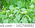 The green fruit of the walnut tree 141740882