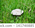 White-capped mushrooms 141740885
