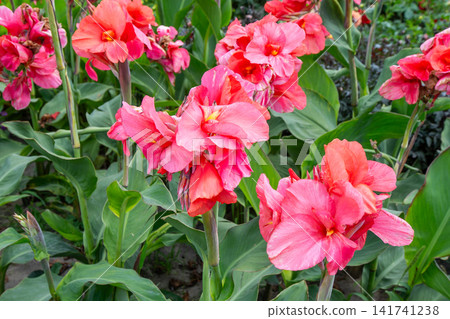 Canna red flower buds Canna red flower buds 141741238