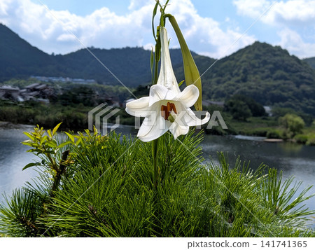 河岸邊盛開著純白色的台灣百合(Lilium formosanum)。 河岸邊盛開著純白色的台灣百合(Lilium formosanum)。 141741365