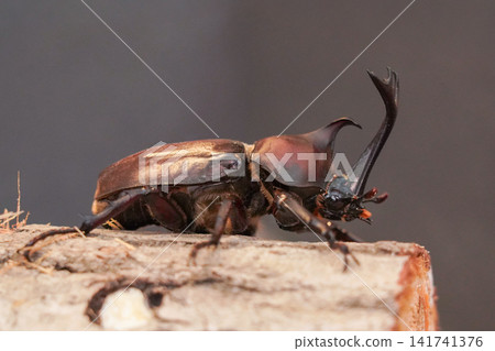 A male Japanese rhinoceros beetle moving across a log (side view) A male Japanese rhinoceros beetle moving across a log (side view) 141741376
