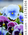 A close-up of a beautiful blue pansy blooming in a spring garden. Viola tricolor. 141741404