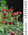 Beautiful red shrub roses blooming on a bush in a summer garden. Red Velvet. 141741405