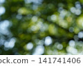 An abstract green background with a bokeh effect, featuring soft, diffused sunlight filtering through the leaves of summer trees. 141741406