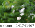 An abstract green background with a bokeh effect, depicting soft, diffused sunlight filtering through the summer foliage of trees. 141741407