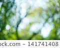 A bright green background with a bokeh effect, blurred summer tree leaves, and the sky. 141741408