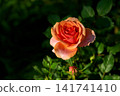 A beautiful orange rose blooming in a summer garden bathed in sunlight. 141741410