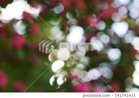 An abstract floral background with a bokeh effect, featuring blurred pink flowers and green leaves bathed in sunlight. An abstract floral background with a bokeh effect, featuring blurred pink flowers and green leaves bathed in sunlight. 141741411