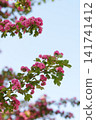 Beautiful pink hawthorn flowers blooming on tree branches against a blue sky. 141741412