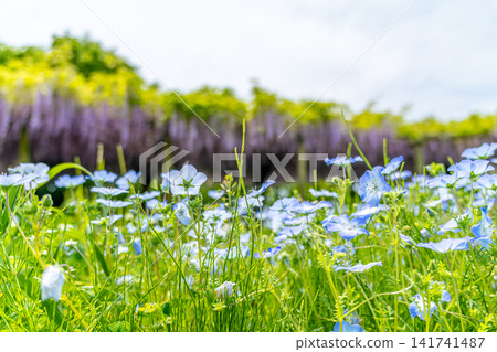 Blue nemophila flowers and wisteria trellis Blue nemophila flowers and wisteria trellis 141741487