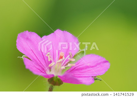 紫菀屬植物(Geranium thunbergii)的花朵呈紅紫色 紫菀屬植物(Geranium thunbergii)的花朵呈紅紫色 141741529