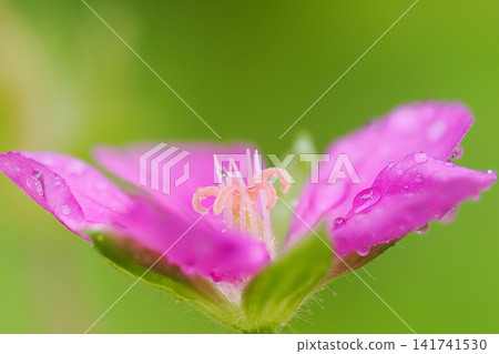 這是天竺葵（Geranium thunbergii）的花。雌蕊的柱頭已經開放，雄蕊的花藥已經脫落。 141741530