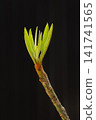 Sapodilla New Leaf Growth on Branch Close Up Isolated on Black Background 141741565