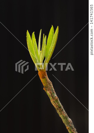 Sapodilla New Leaf Growth on Branch Close Up Isolated on Black Background Sapodilla New Leaf Growth on Branch Close Up Isolated on Black Background 141741565