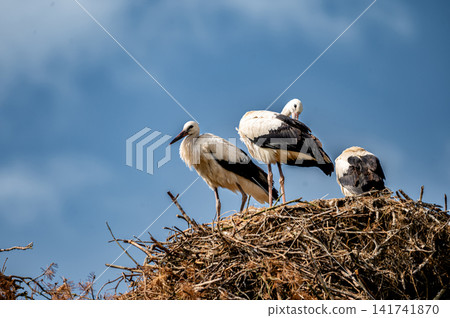 White Storks With a Chick on the Nest White Storks With a Chick on the Nest 141741870