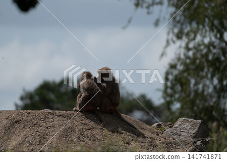 Hamadryas Baboons Sitting Close on a Mound Hamadryas Baboons Sitting Close on a Mound 141741871