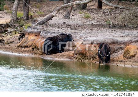 Yaks Standing at the Edge of a Green Pond Yaks Standing at the Edge of a Green Pond 141741884