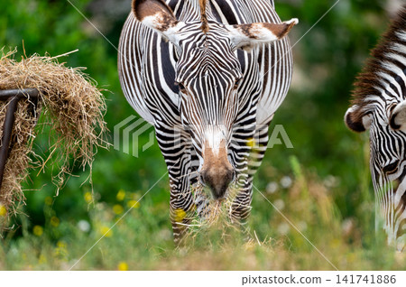 Grevy Zebra Grazing Head On in Green Grass Grevy Zebra Grazing Head On in Green Grass 141741886