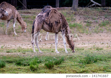 Bactrian Camels Grazing on the Dry Grass Bactrian Camels Grazing on the Dry Grass 141741887