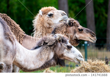 Bactrian Camels Standing Head to Head Bactrian Camels Standing Head to Head 141741888