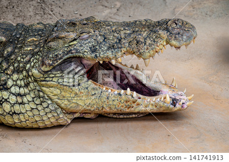 Close View of a Nile Crocodile Head and Teeth Close View of a Nile Crocodile Head and Teeth 141741913
