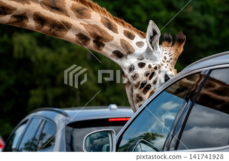 Giraffe Leaning Toward a Visitor Car Giraffe Leaning Toward a Visitor Car 141741928