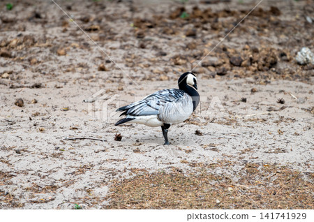 Barnacle Goose Foraging in the Open 141741929