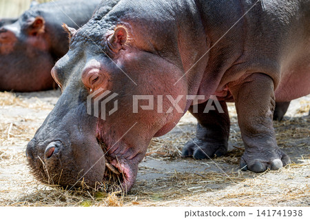 Hippopotamus With Head Lowered to the Ground Hippopotamus With Head Lowered to the Ground 141741938