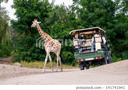Giraffe Walking on the Safari Park Track Giraffe Walking on the Safari Park Track 141741941
