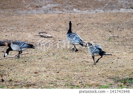 Barnacle Geese Walking on the Bare Ground 141741946