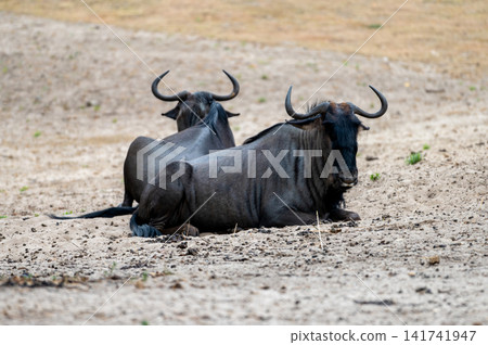Two Blue Wildebeest Lying Side by Side Two Blue Wildebeest Lying Side by Side 141741947